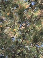 IMG_7360.jpeg