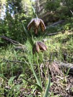 IMG_7290.jpeg