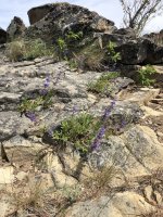 IMG_7320.jpeg