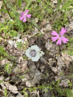 IMG_3318.jpeg