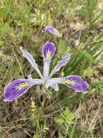 IMG_3317.jpeg