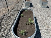 Garden#3.jpg