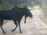 Moose Pic1.jpg