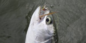 IMG_7746.jpeg