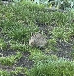 IMG_7718.jpeg IMG_7718.jpeg