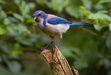 h_california-scrub-jay_009_summer_washington_jerrymcfarland_flickrcc-by-nc-2.0_adult.jpg