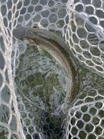 IMG_6804.jpeg