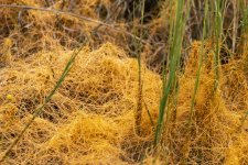 16SaltMarshDodderfilaments2384Trim.jpg