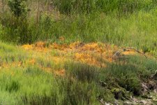SaltMarshDodder2362.jpg