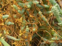 SaltMarshDodderOnSalicornia7070062.jpg
