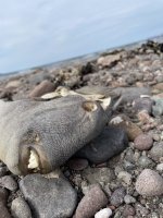 IMG_1499.jpeg IMG_1499.jpeg
