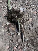 IMG_1542.jpeg IMG_1542.jpeg