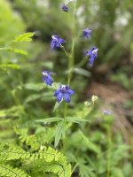 IMG_0809.jpeg