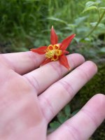 IMG_0810.jpeg