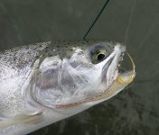 IMG_7889.jpeg