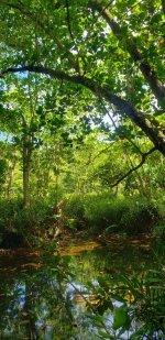 Seychelles Paradise Flycatcher Reserve.jpg