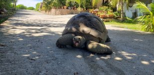 Giant Tortoise.jpg