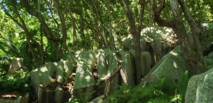 Forest Trail.jpg