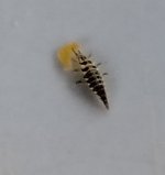 nasty bug.jpg