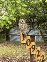 IMG_5338.jpeg