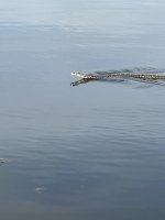 IMG_2820.jpeg
