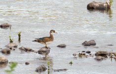 103-Mystery-Duck-052924.jpg