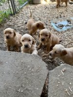 IMG_0060.jpeg