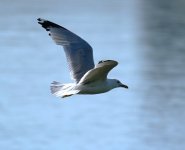 Gull.JPG