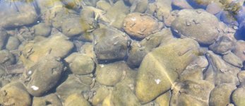 20240530_caddis.jpg