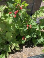 IMG_4120.jpeg IMG_4120.jpeg