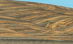 Wheat field strpes.jpg Wheat field strpes.jpg
