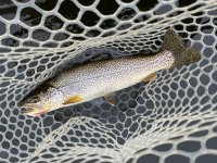 IMG_5292.jpeg