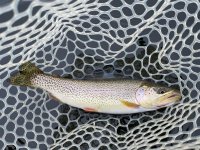 IMG_5299.jpeg