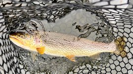 IMG_5204.jpeg