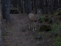 Crane Prairie Mama Deer 5-30-2024.JPG
