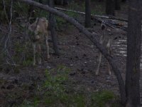 Crane Prairie Yearling Deer 5-30-2024.JPG