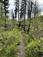 moody trail2.jpg moody trail2.jpg