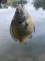IMG_9930.jpeg