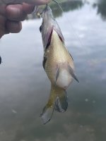 IMG_9929.jpeg