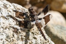 EighSpottedSkimmer6304.jpg EighSpottedSkimmer6304.jpg