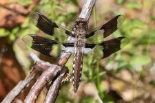 EightSpottedSkimmer.jpg EightSpottedSkimmer.jpg