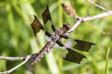 EightSpottedSkimmer6321.jpg EightSpottedSkimmer6321.jpg