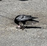 IMG_8088.jpeg