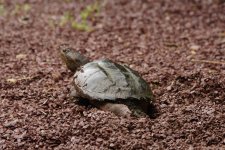 1717702475709.jpeg 1717702475709.jpeg