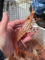 A01FourSpotPrawn8410.jpg A01FourSpotPrawn8410.jpg