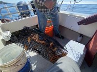 A04ShrimpTrapWithCatch8402.jpg A04ShrimpTrapWithCatch8402.jpg