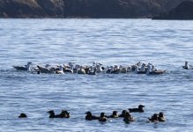 A05bGulls&RhinoAuklets6018.jpg A05bGulls&RhinoAuklets6018.jpg