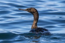 A10PelagicCormorant6090.jpg A10PelagicCormorant6090.jpg