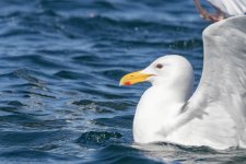 B01GlaucousWingedGull6187.jpg B01GlaucousWingedGull6187.jpg