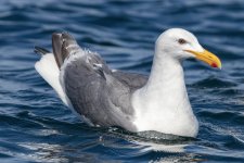 B02GlaucousWingedGull6198.jpg B02GlaucousWingedGull6198.jpg